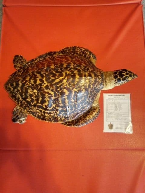 ベッコウ亀剥製　国際希少野生動植物種登録票付き　値引き可能