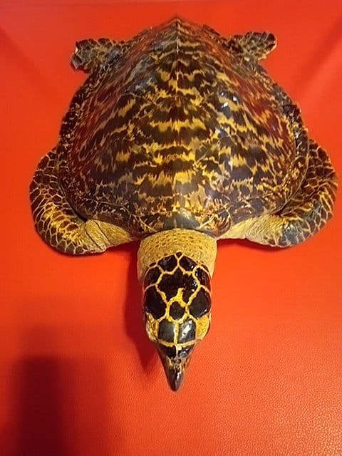 ベッコウ亀剥製　国際希少野生動植物種登録票付き　値引き可能