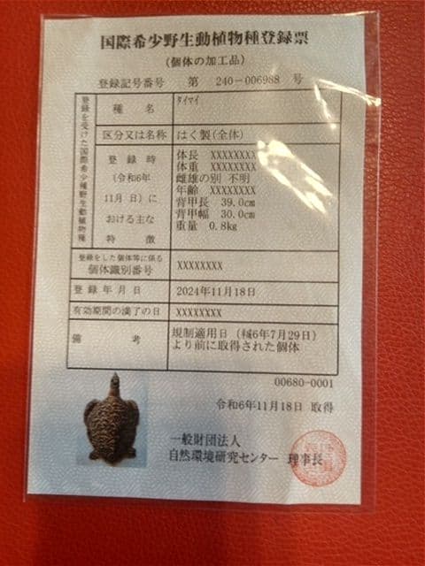 ベッコウ亀剥製　国際希少野生動植物種登録票付き　値引き可能