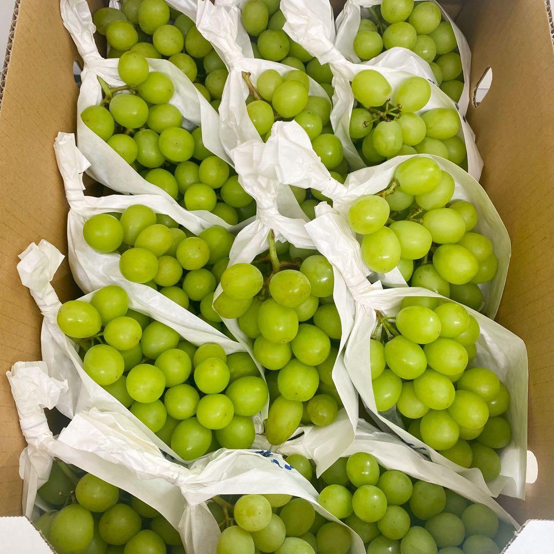 山梨県産　訳あり　家庭用　シャインマスカット　14房　箱込み5.5kg ⑬