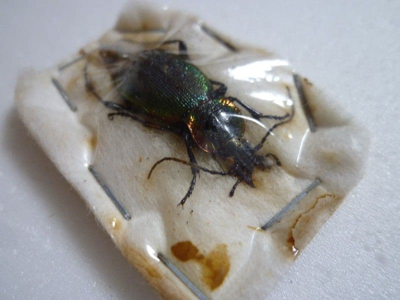 【外国産オサムシ標本】ウスリーキンオサムシ/黒龍江省.伊春産/33mm