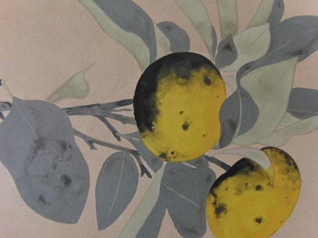 奥村土牛、【みかん】、希少な大判額装用画集より、新品高級額装付、豪華限定版