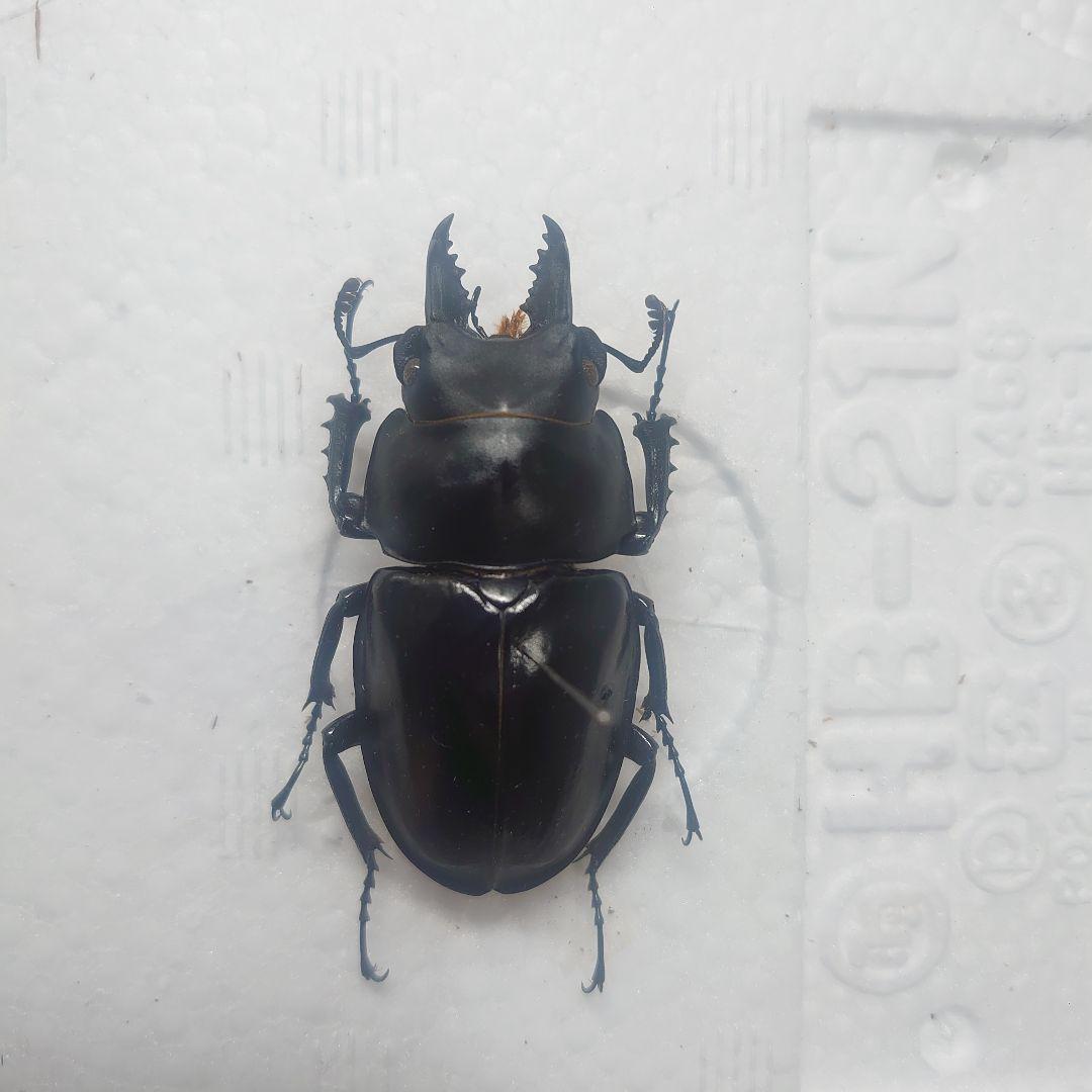 アマミマルバネクワガタ(徳之島産)♂1頭　標本