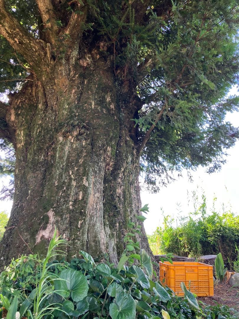 樹齢600年 榧の実（かやの実） 2025年産 1kg アク抜き済み