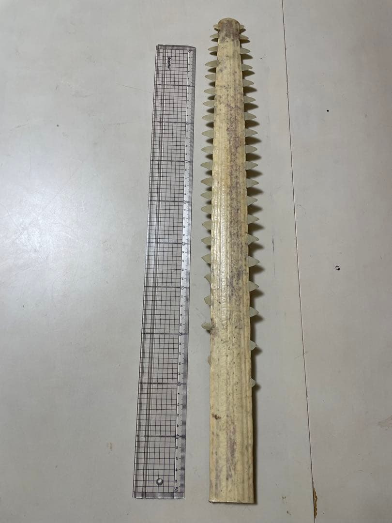 ノコギリザメの歯　標本　希少