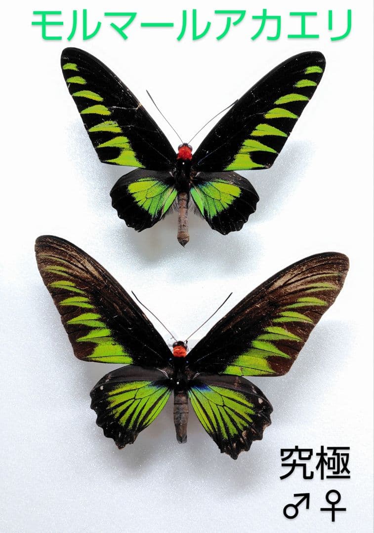至高‼️モルマールアカエリトリバネアゲハ標本 ♂♀☆♀超美麗 アカエリの頂点ペア