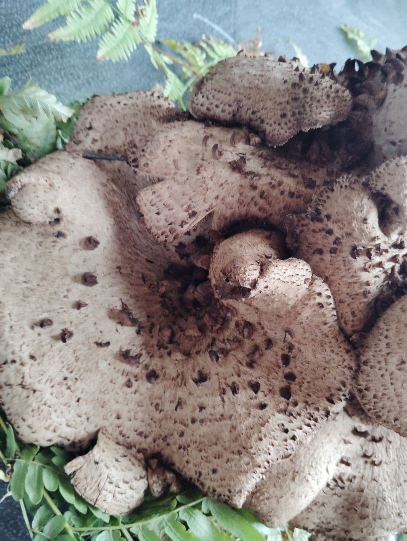 岩手県産　香茸　750グラム