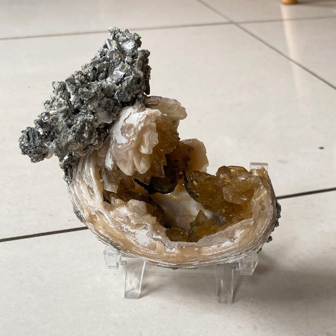 カルサイト　貝化石 鉱物