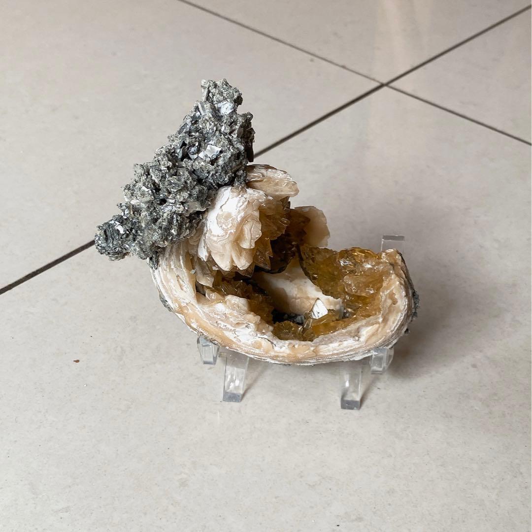 カルサイト　貝化石 鉱物