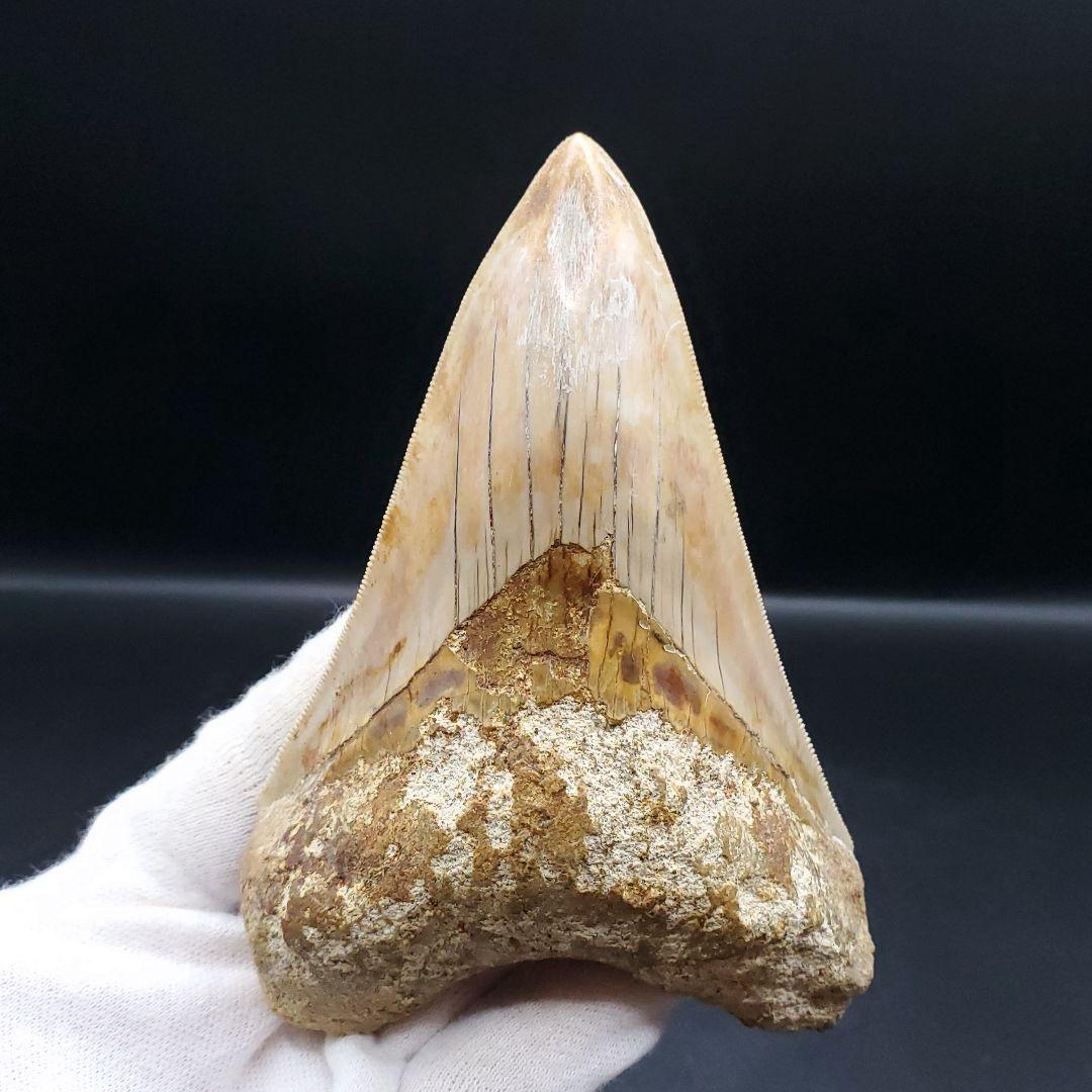 極上 メガロドン 歯 化石 本物 インドネシア 110.31mm mg18