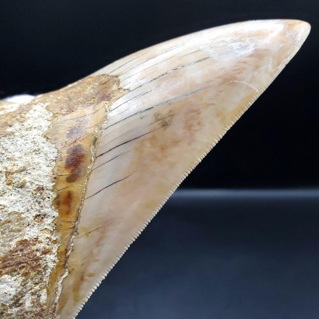 極上 メガロドン 歯 化石 本物 インドネシア 110.31mm mg18