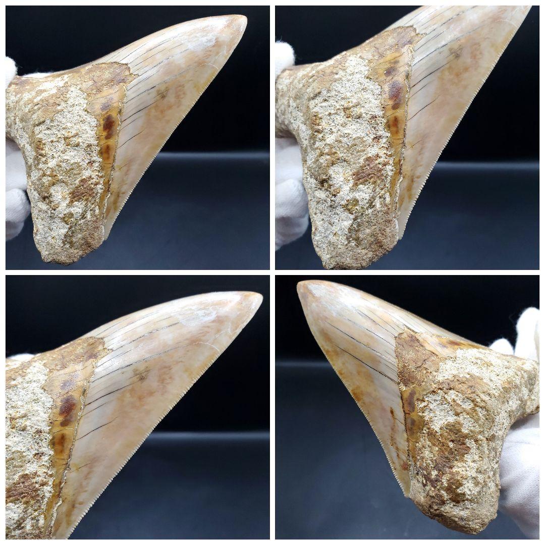 極上 メガロドン 歯 化石 本物 インドネシア 110.31mm mg18