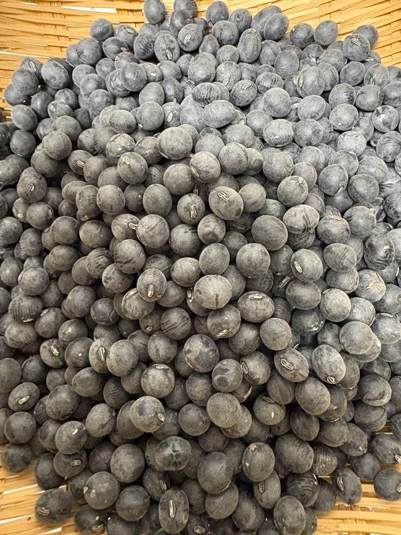 丹波篠山産黒豆　令和7年産　Ｌ〜２Ｌ　３ｋｇ　mnm