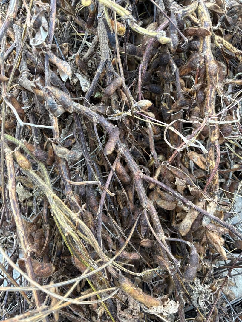 丹波篠山産黒豆　令和7年産　Ｌ〜２Ｌ　３ｋｇ　mnm