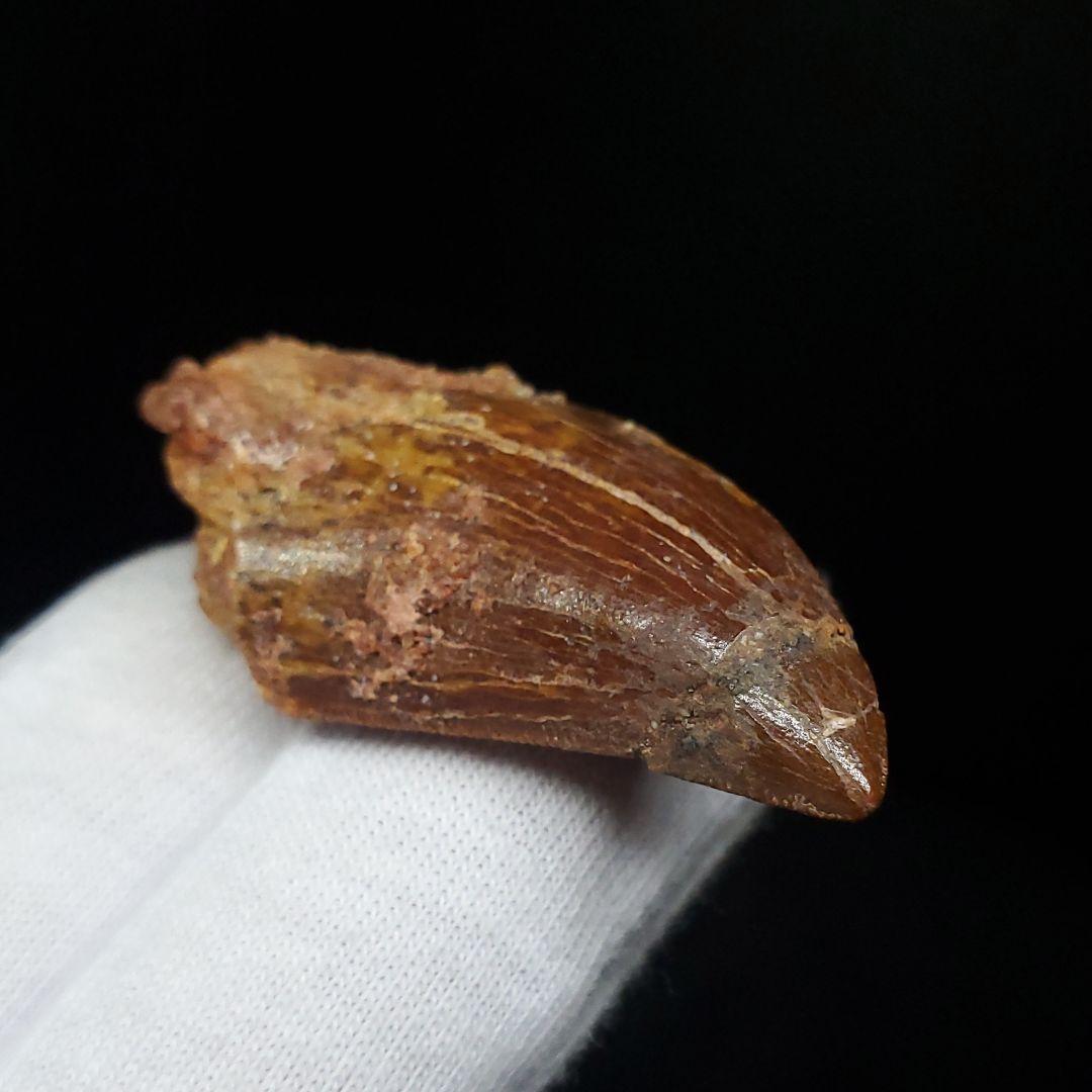 カルカロドントサウルス 歯 化石 本物 モロッコ産 41.83mm fca4