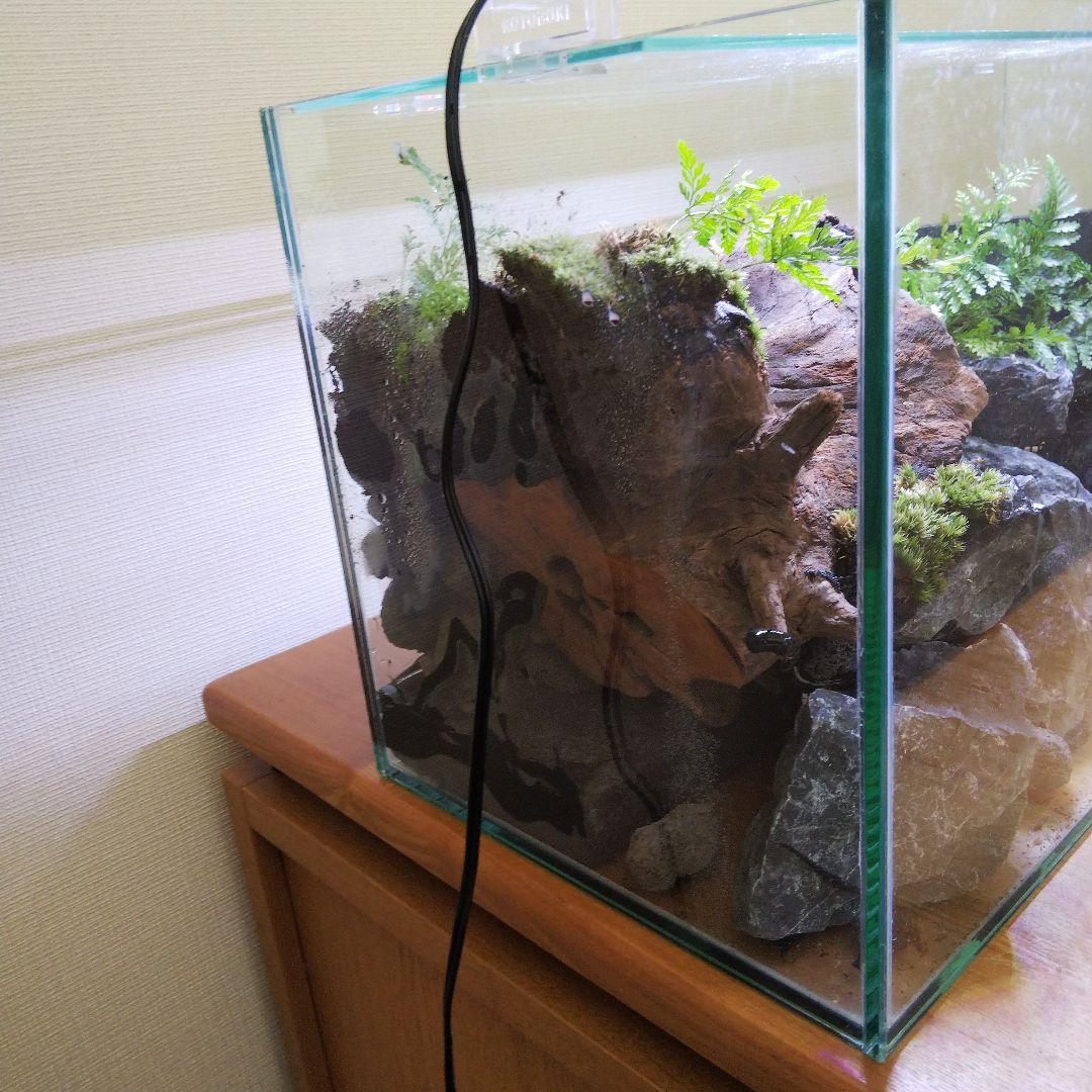 【完成品】滝のあるアクアテラリウム　イモリウム　苔テラリウム　アクアテラリウム