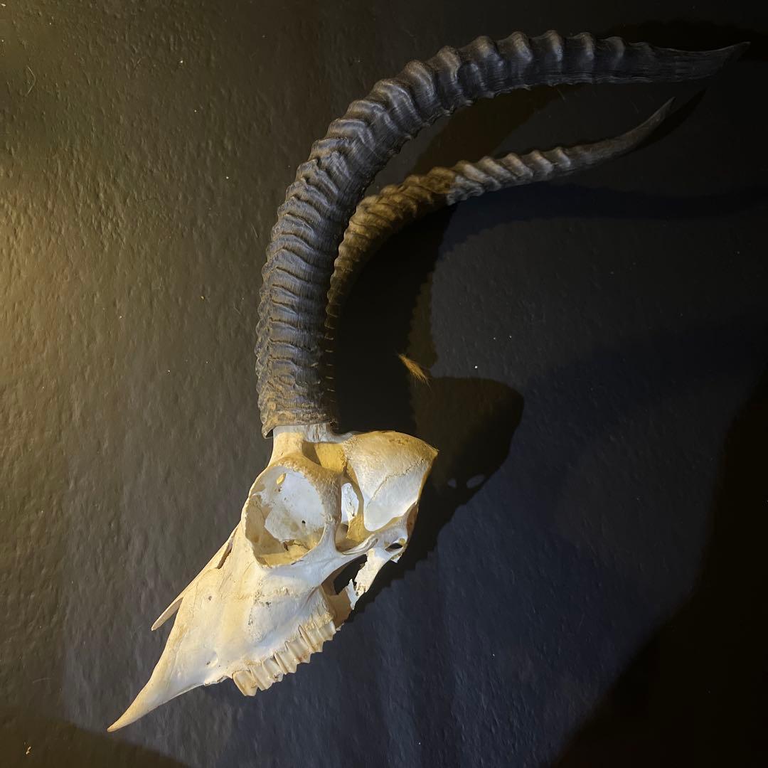 アンテロープ　頭骨 標本 インテリア装飾