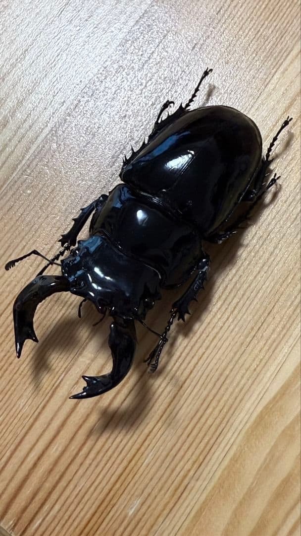 最終値下げ　タランドゥスオオツヤクワガタ　９１mmトリオ