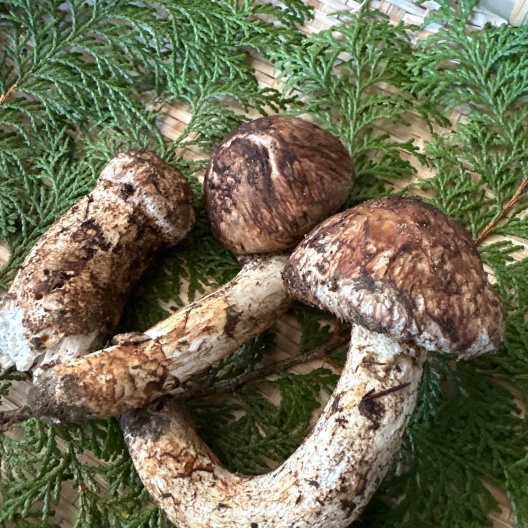 長野県南信州産‼️松茸 3本セット 180g 10/17朝採れ