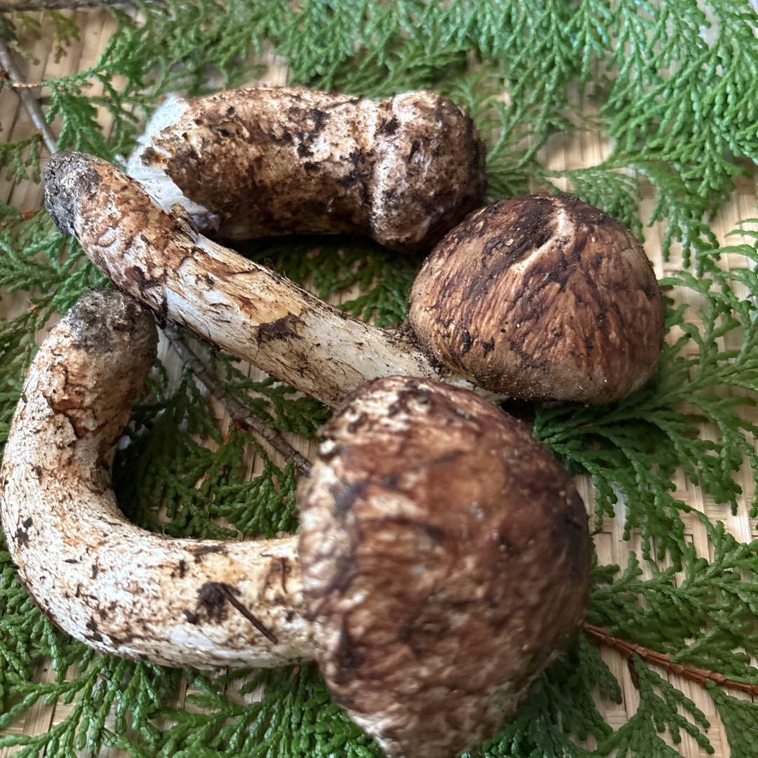 長野県南信州産‼️松茸 3本セット 180g 10/17朝採れ