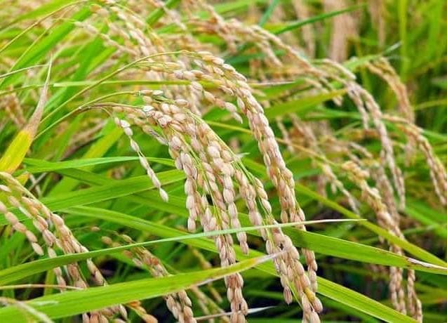 フォロワー様限定です。きぬむすめ　玄米10ｋｇ