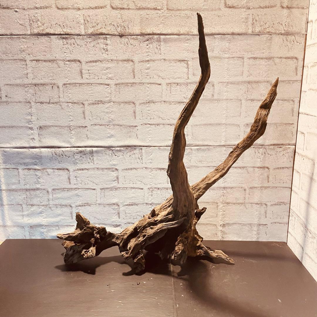 天然流木233 アク抜き処理済み　沈水処理済み　ビオトープ　水槽レイアウト