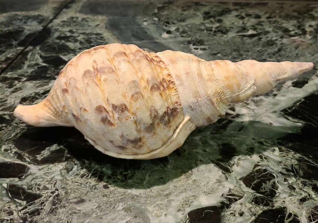 法螺貝　ホラ貝　25cm