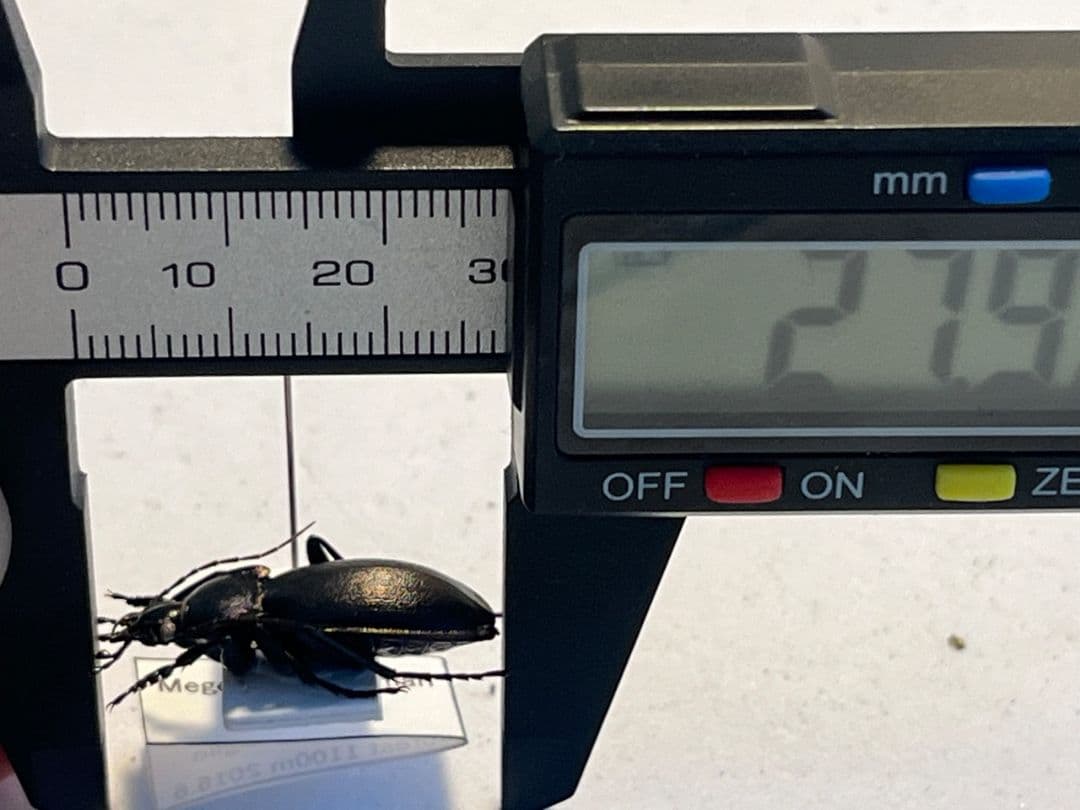 【27mm】ゲルマリーキンオサムシ Megodontus germari標本