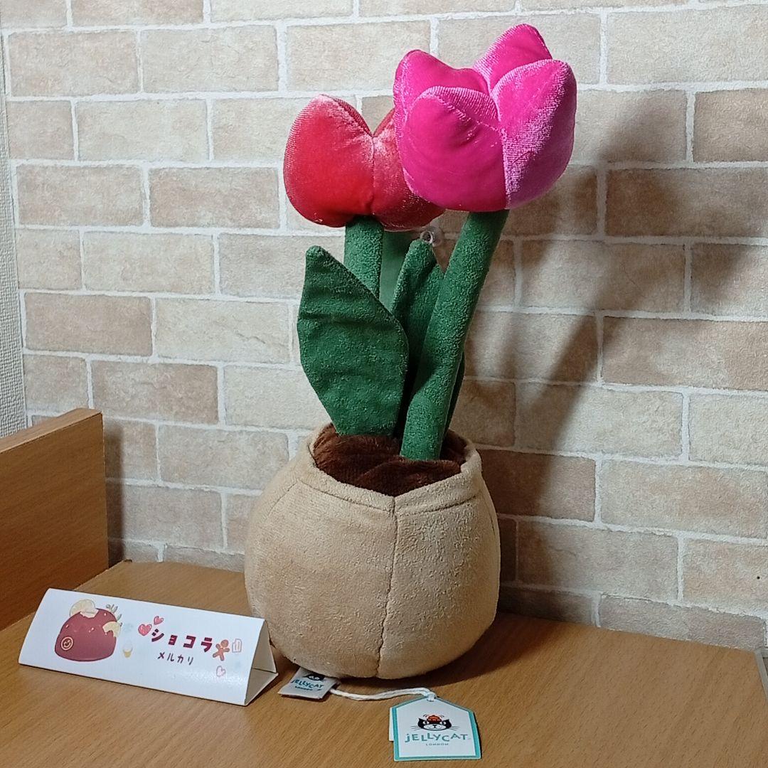  tulip pot　ジェリーキャット　チューリップ 花 植木鉢
