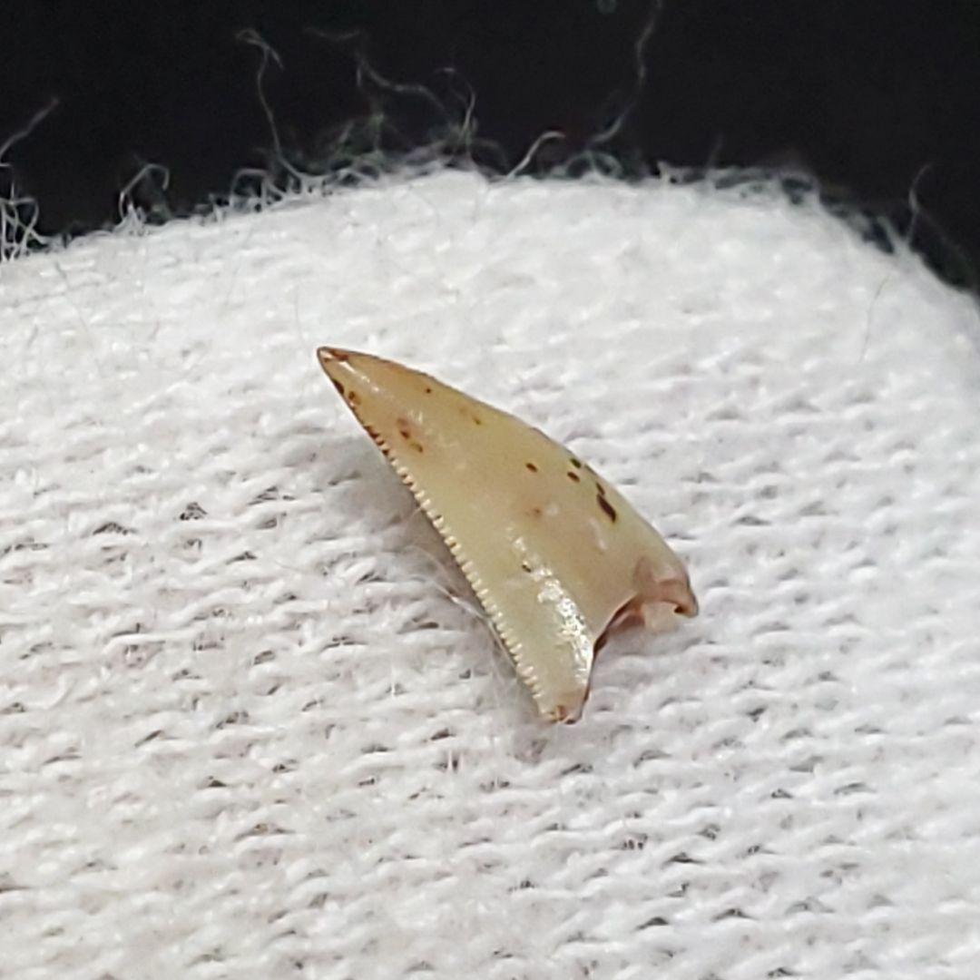 博物館級 ケラトサウルス 化石 歯 恐竜 ポルトガル産 5.36mm fr79