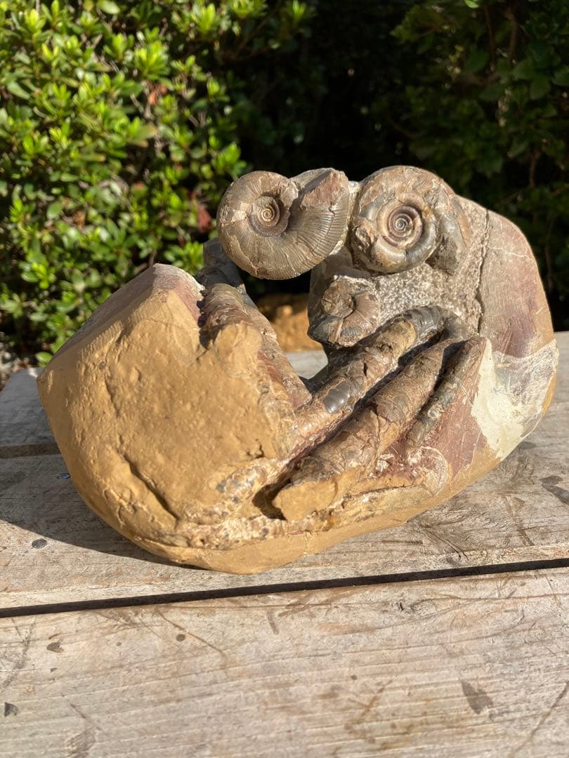 北海道　アンモナイト　/ 化石　恐竜