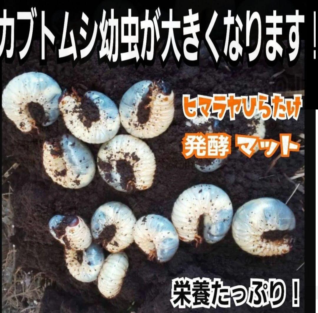 たっぷり60リットル　カブトムシ幼虫が大きくなります！発酵マット　雑虫がわかない