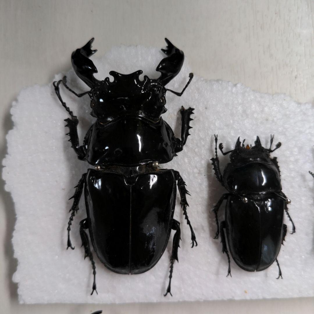 クワガタ、カブト虫標本セット