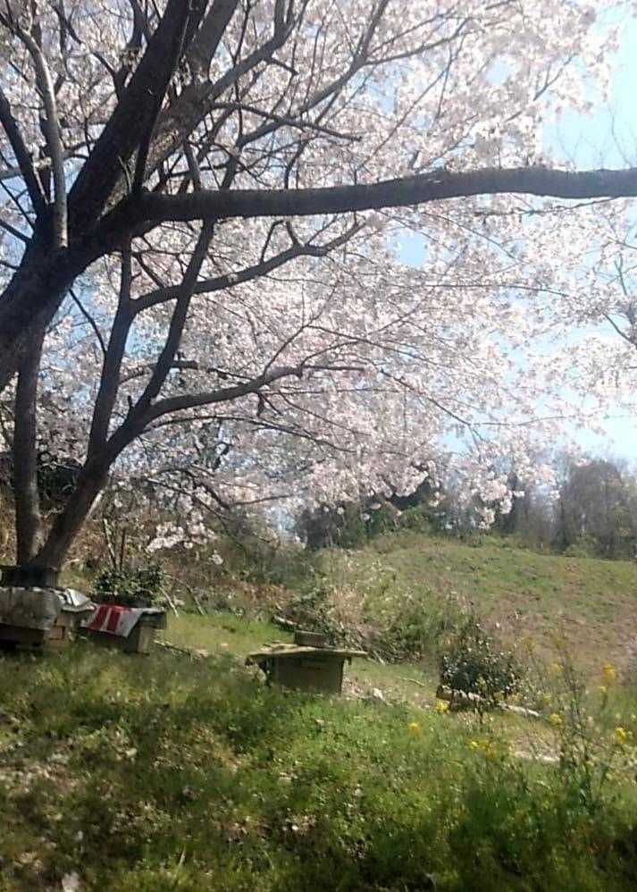 蜂蜜　1200g 2本 生蜂蜜　完熟はちみつ　非加熱　国産蜂蜜