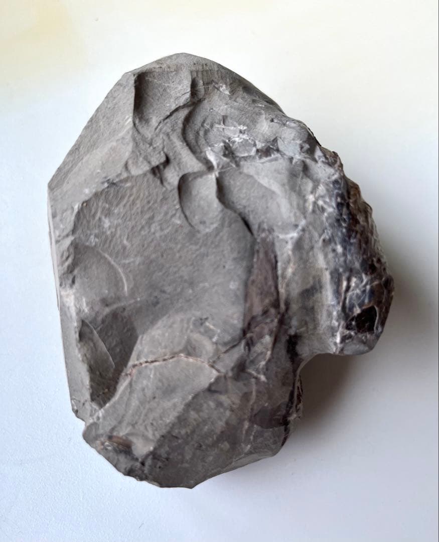 異常巻きアンモナイト化石