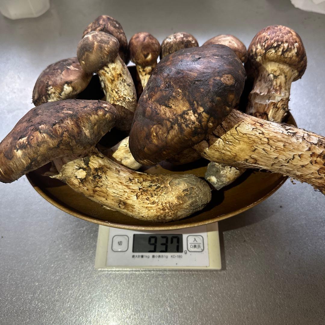 格安訳ありまとめ売り‼️国産天然松茸‼️930g