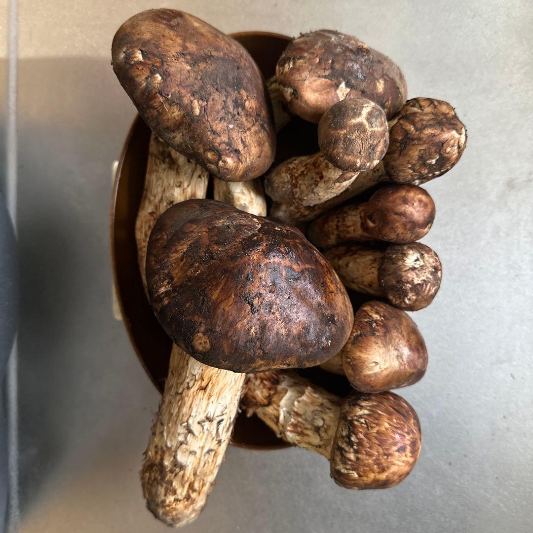 格安訳ありまとめ売り‼️国産天然松茸‼️930g