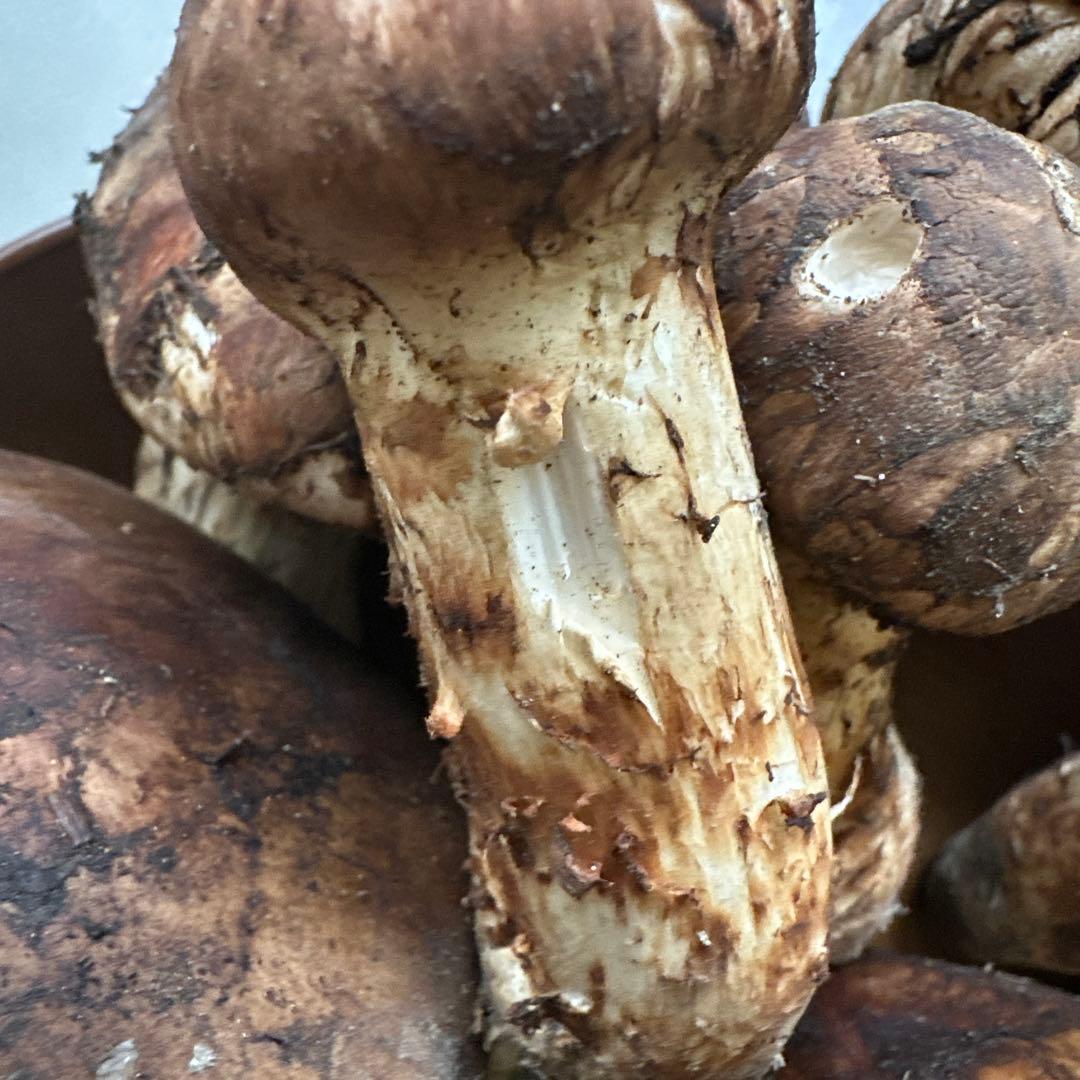 格安訳ありまとめ売り‼️国産天然松茸‼️930g