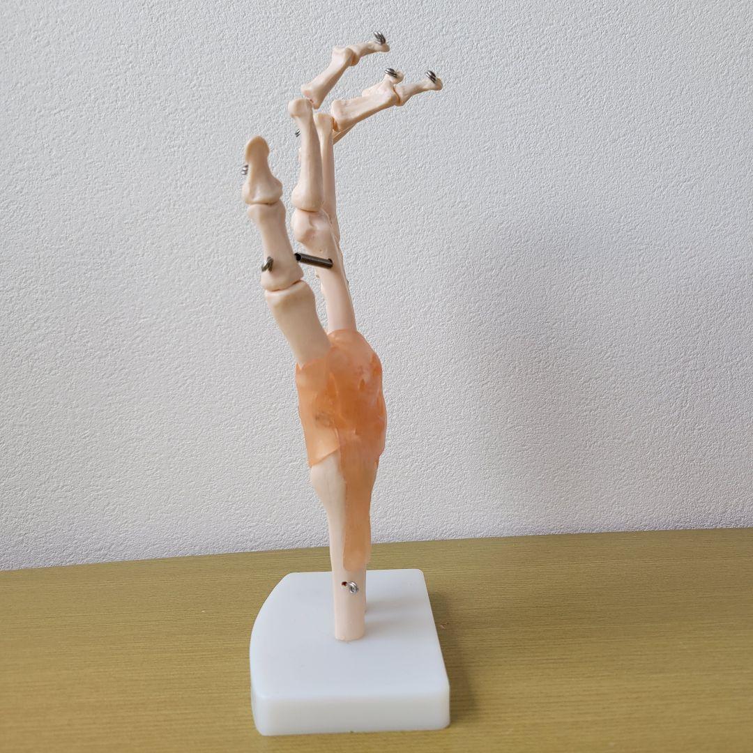 ❣️１点限り❣️人間の手の関節と靭帯の模型　人体模型　教育モデル　解剖学　学校