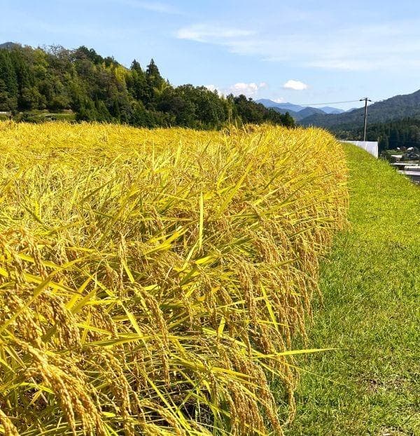 農家保有米 令和7年産 新米 コシヒカリ 10kg(5kg×2) 玄米 10キロ