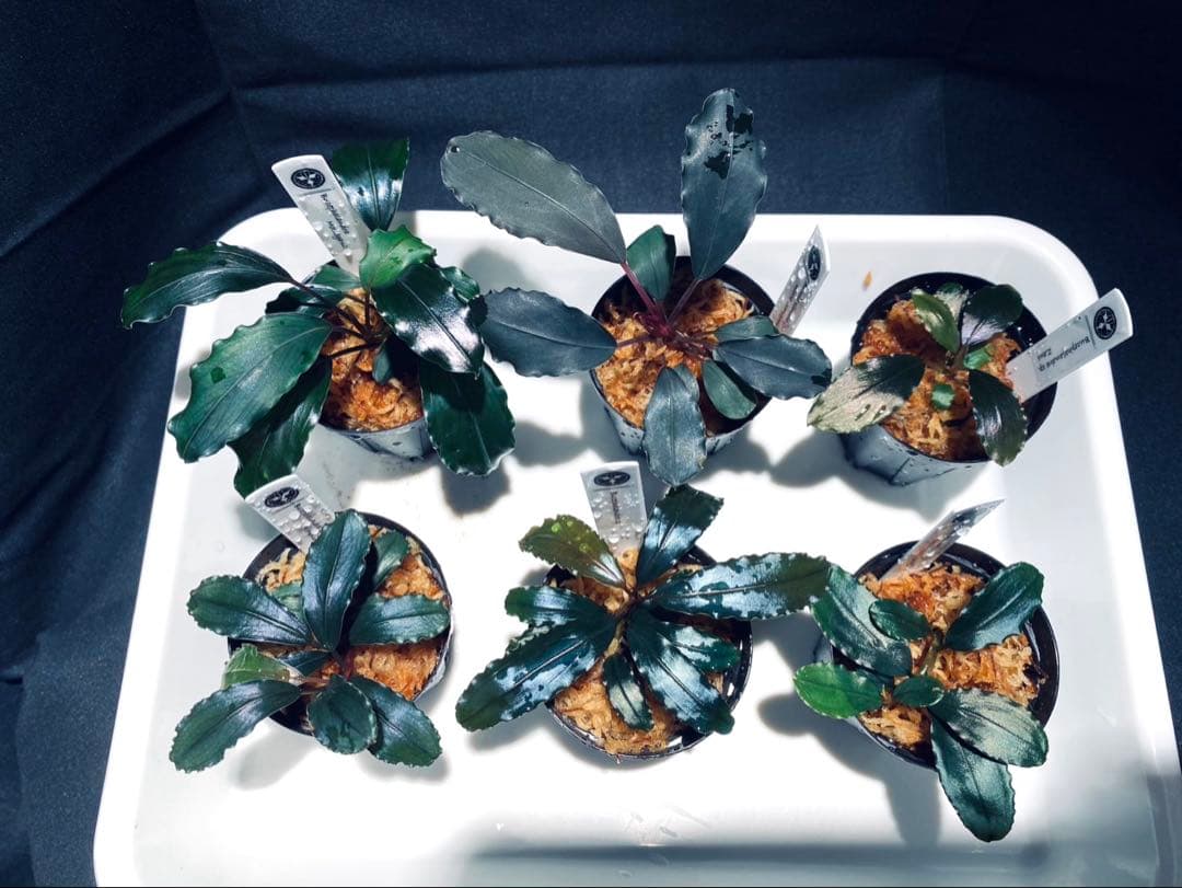 【ハイクラス】ブセファランドラセット③