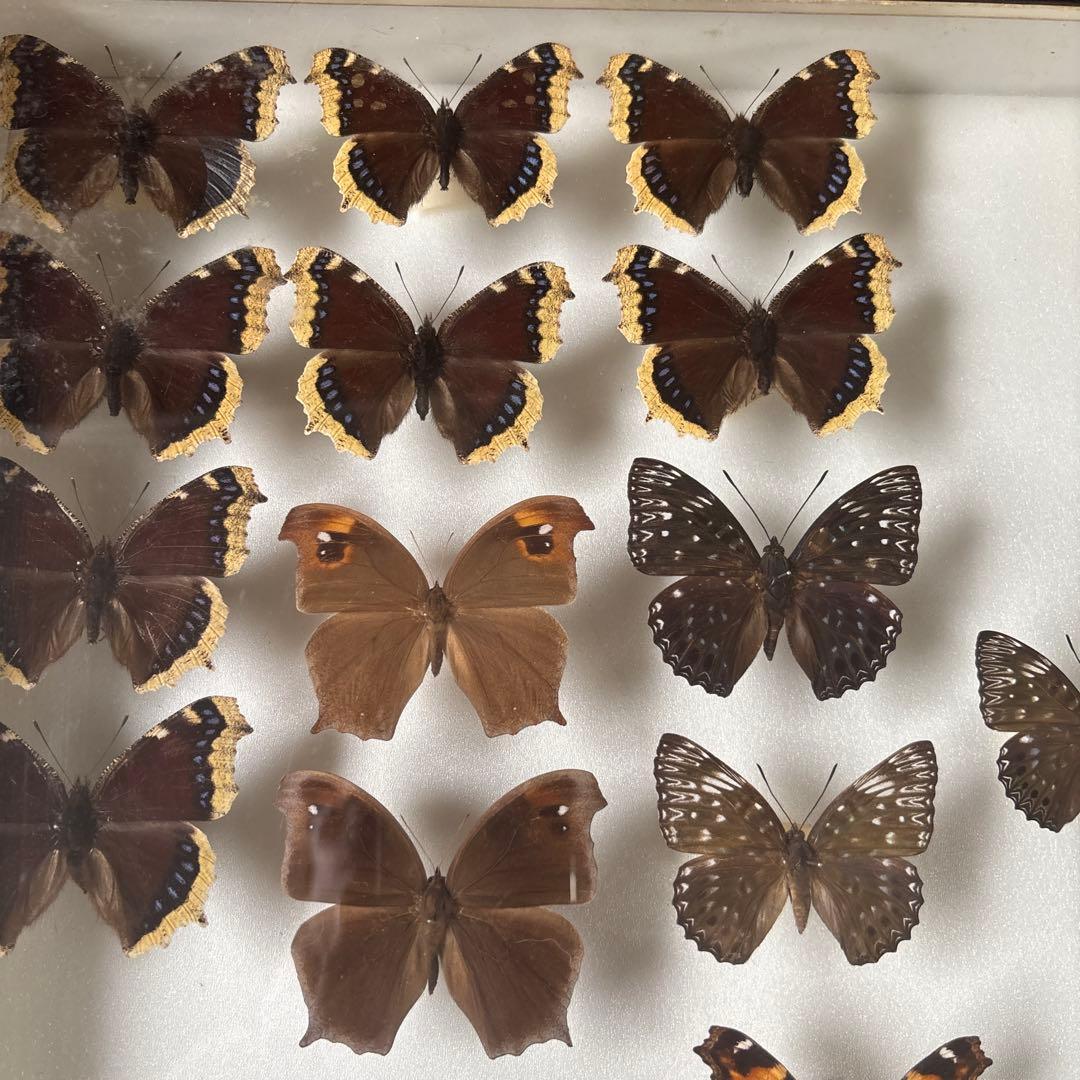 蝶の標本セット 1987年採集