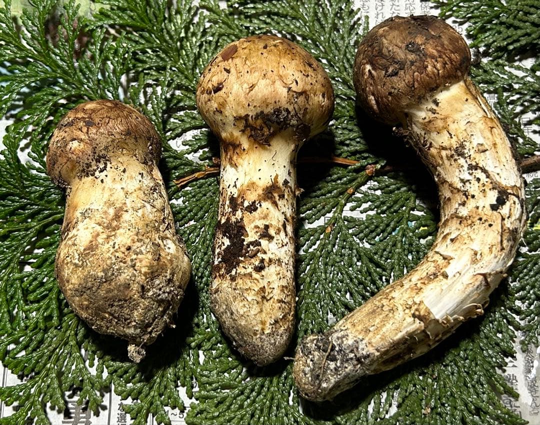 ☆信州産松茸☆今現在約140グラム☆まつたけ☆クール便送料込み☆国産松茸☆A☆