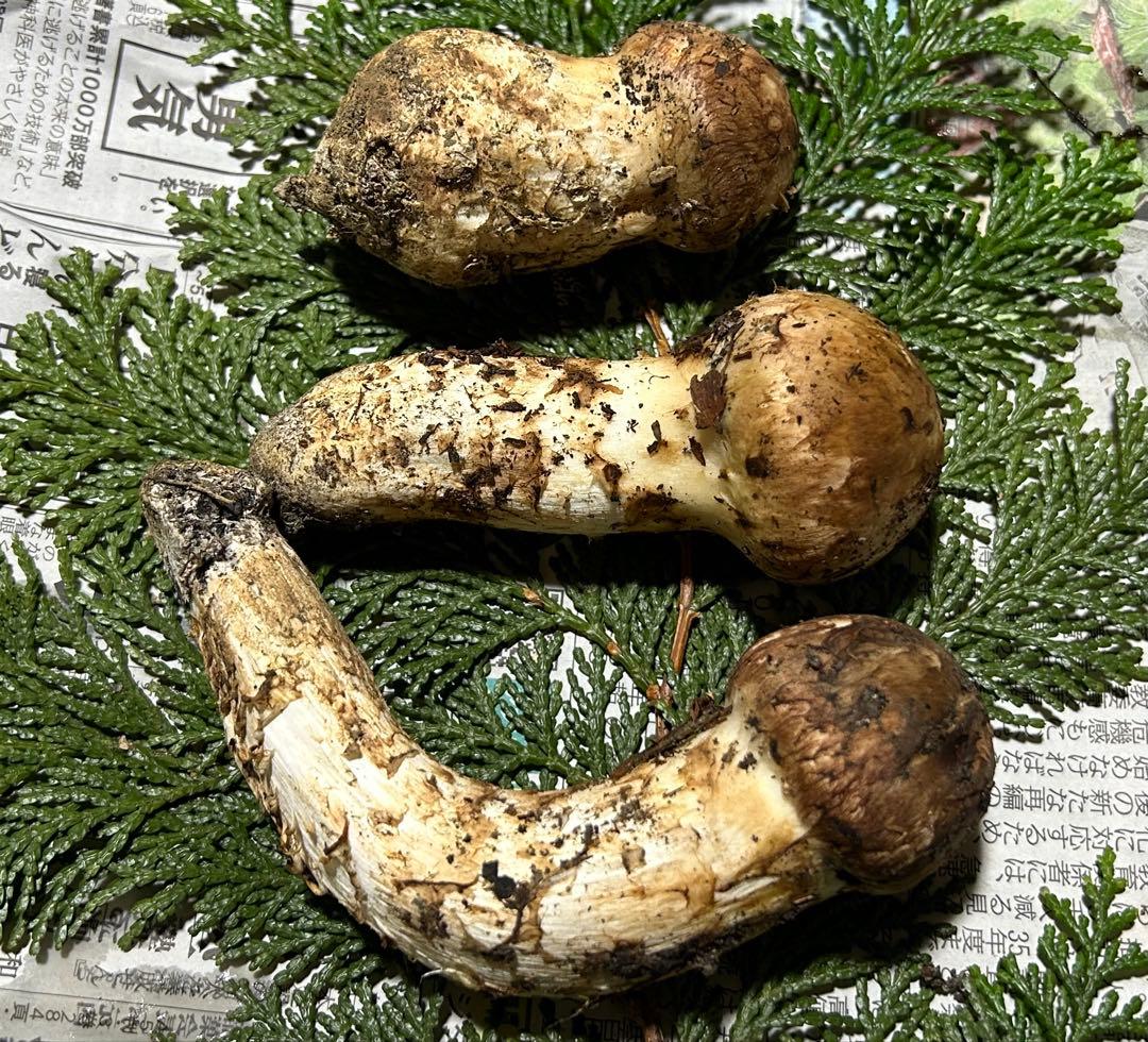 ☆信州産松茸☆今現在約140グラム☆まつたけ☆クール便送料込み☆国産松茸☆A☆