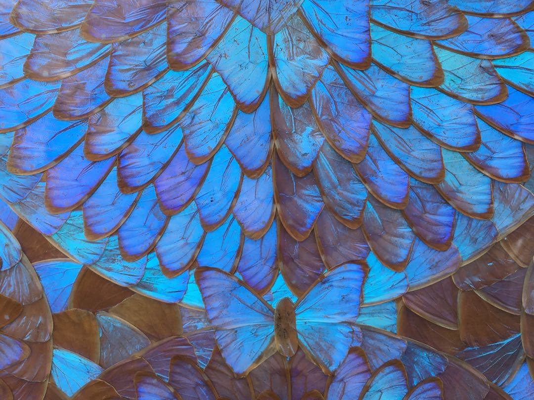 レア【美品】モルフォ蝶 額入り 蝶額 アート 希少 昆虫モルフォ蝶