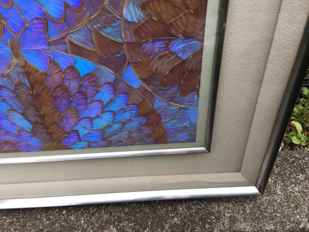 レア【美品】モルフォ蝶 額入り 蝶額 アート 希少 昆虫モルフォ蝶