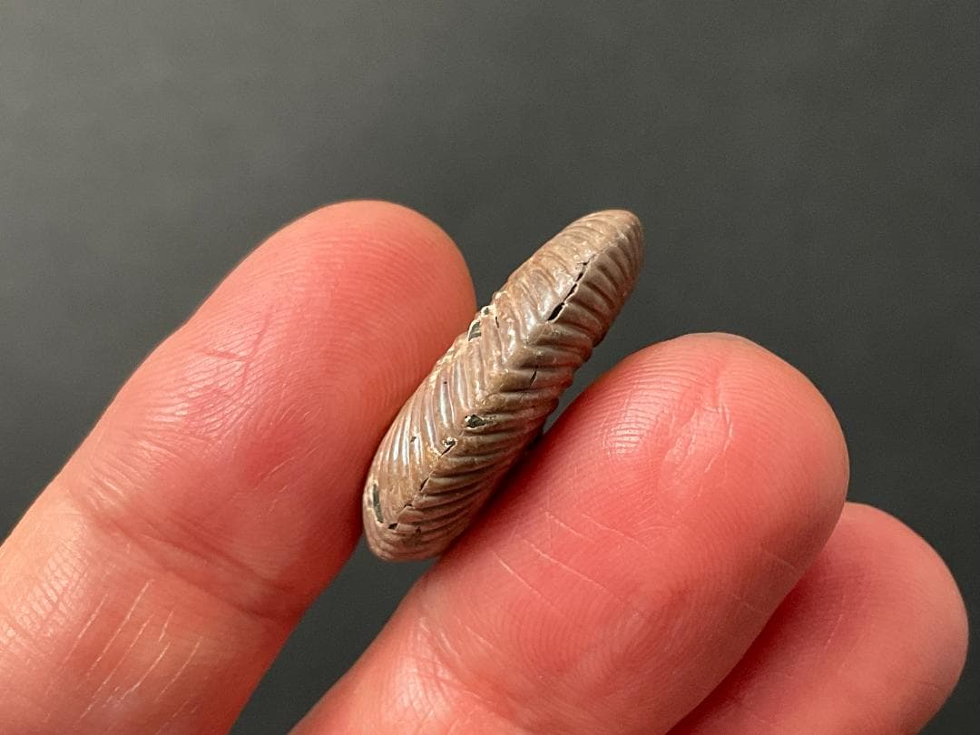 アンモナイト [AM356] クエンステッドトセラス