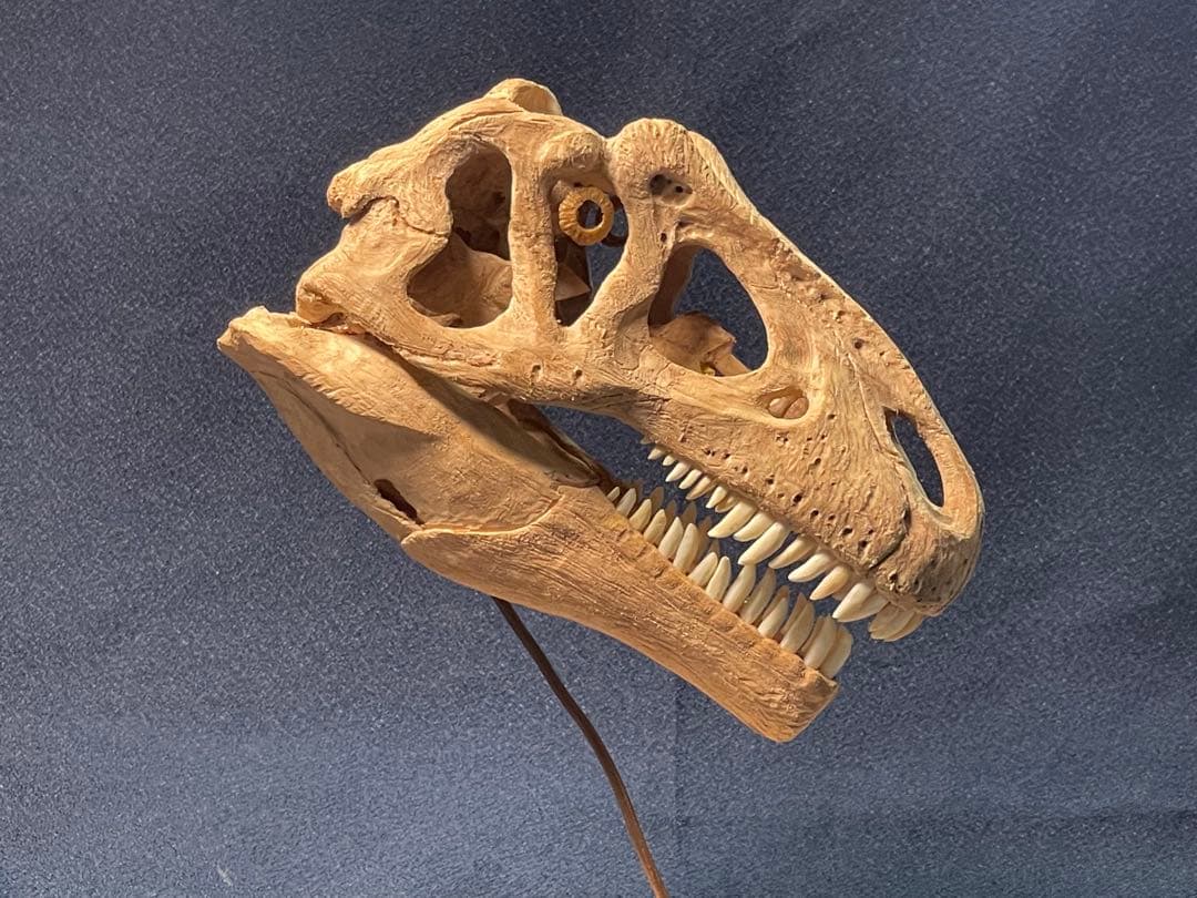 木彫　恐竜　アロサウルス頭骨模型　1/10スケール