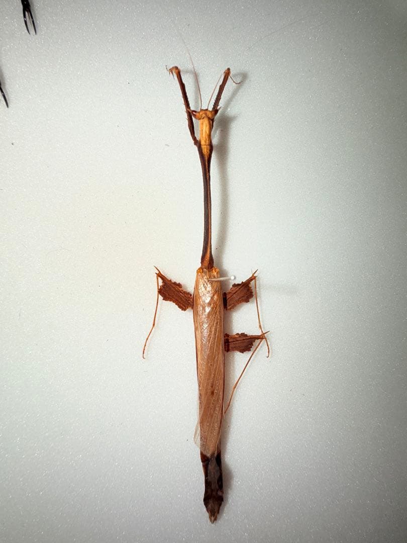【標本】オオエダカレハカマキリ