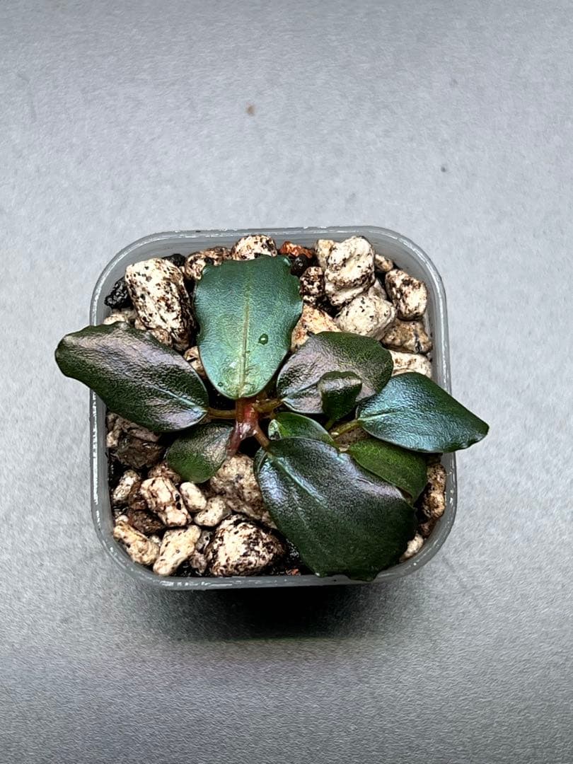 Bucephalandra sp. Mahakam 2株